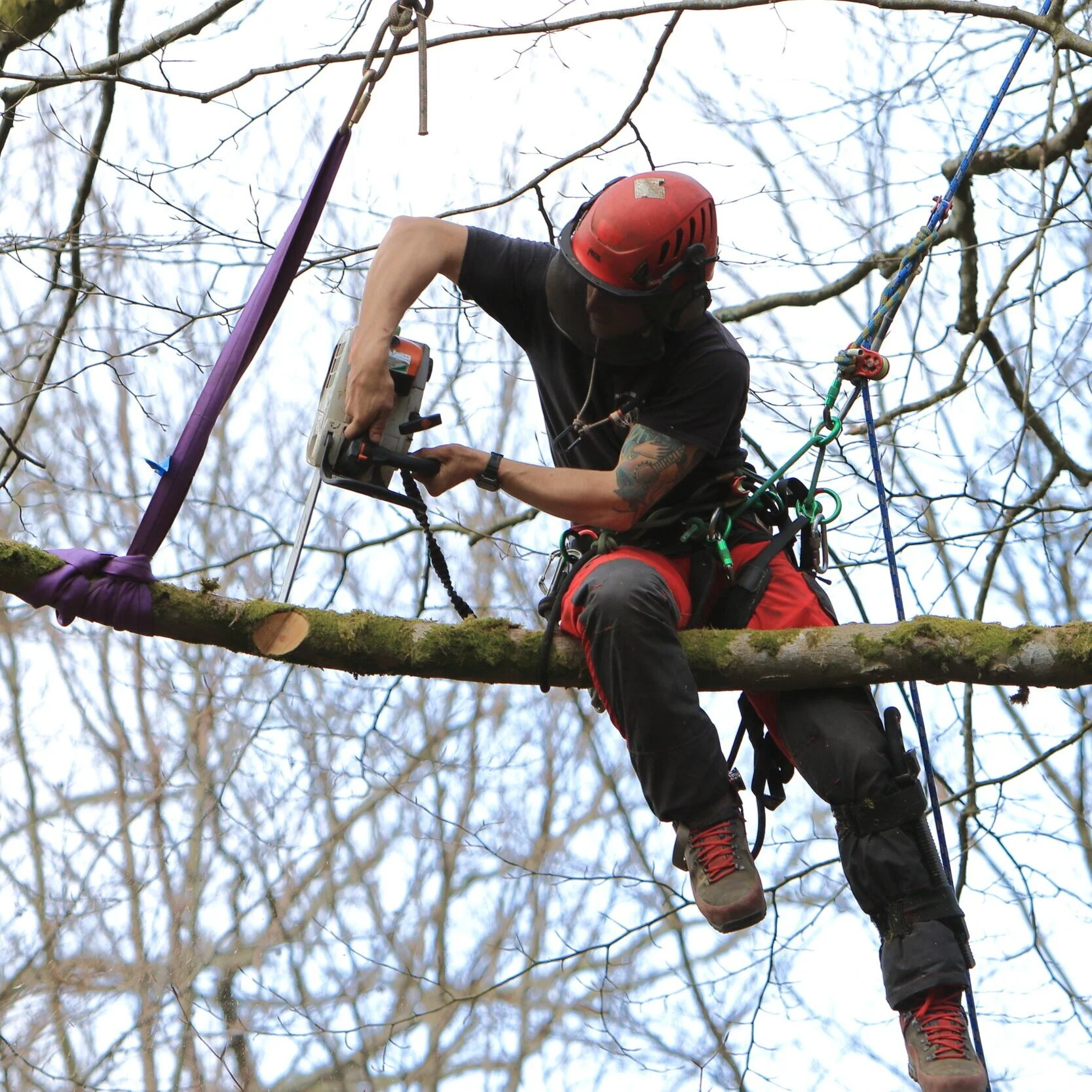 Professional UK tree surgeon with climbing gear
