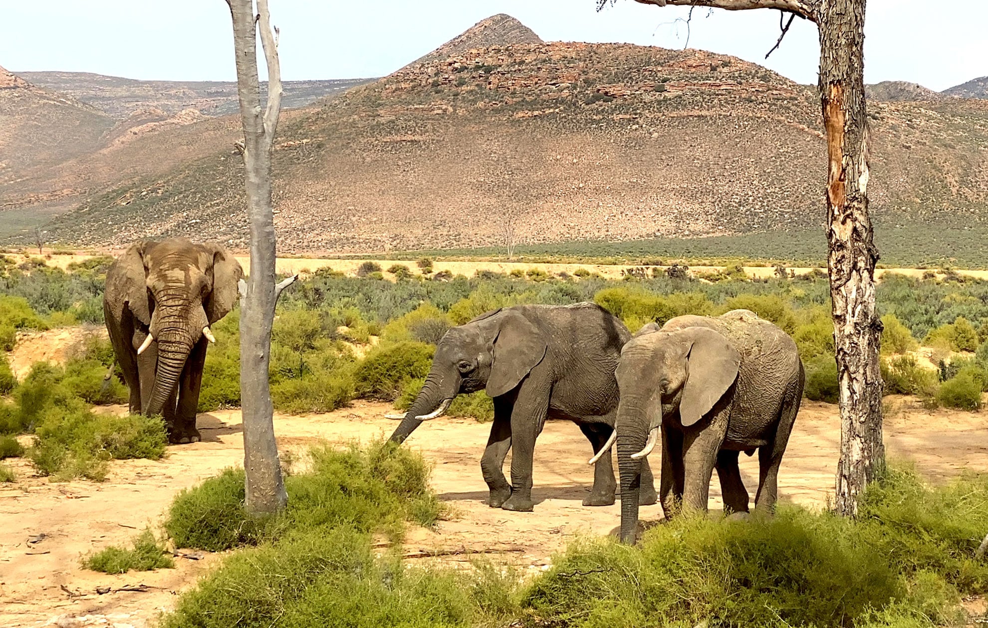 Big Five Safari Day Trips