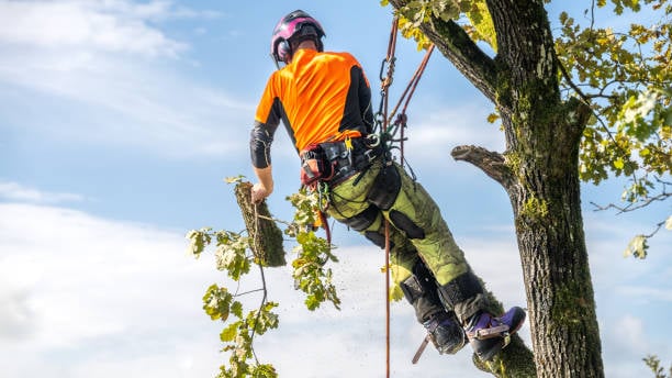 Tree Services