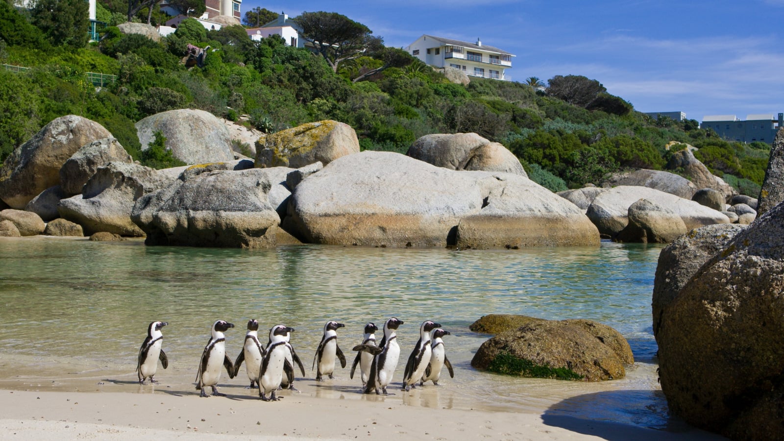 Cape Point & Penguin Adventure