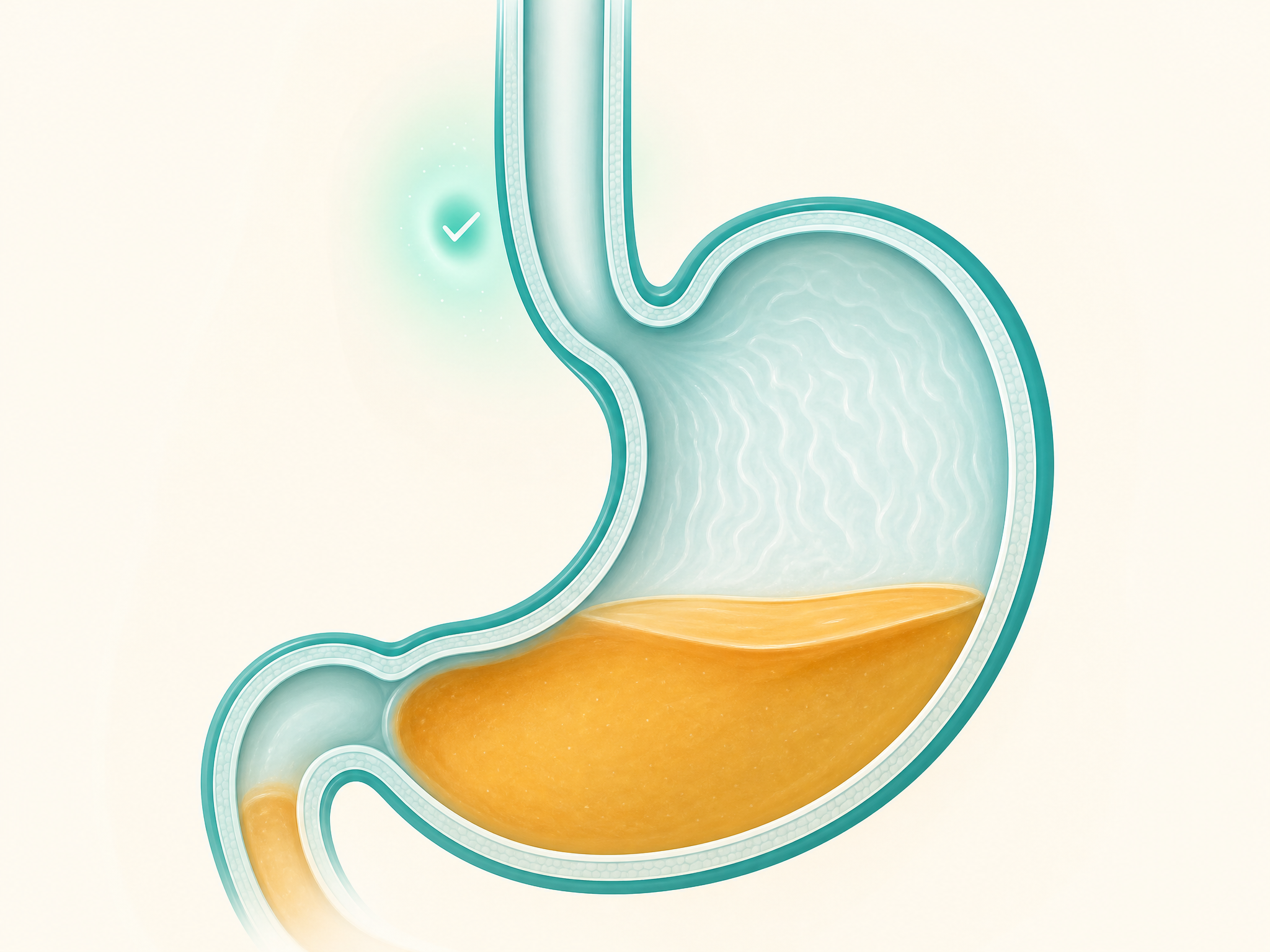 Illustration of a calmer, more settled digestive tract with less gas and pressure
