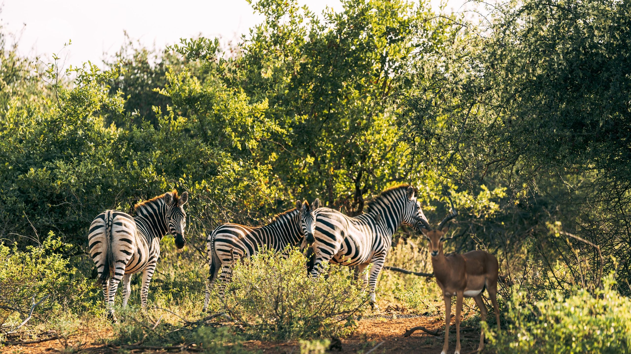 Kruger National Park: The Complete 2025–2026 Visitor's Guide