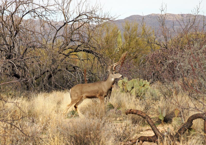 Tag Donation Program