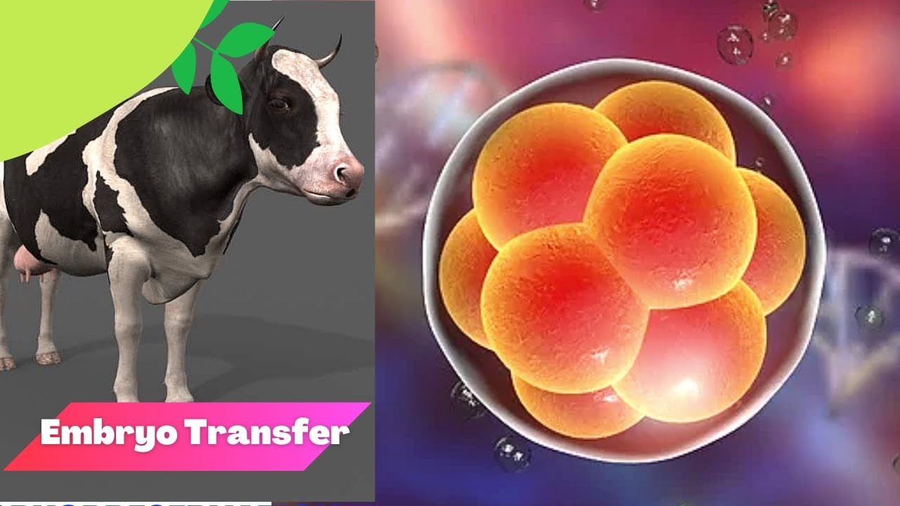 Küçükbaş Hayvancılıkta Embriyo Transfer Teknolojileri