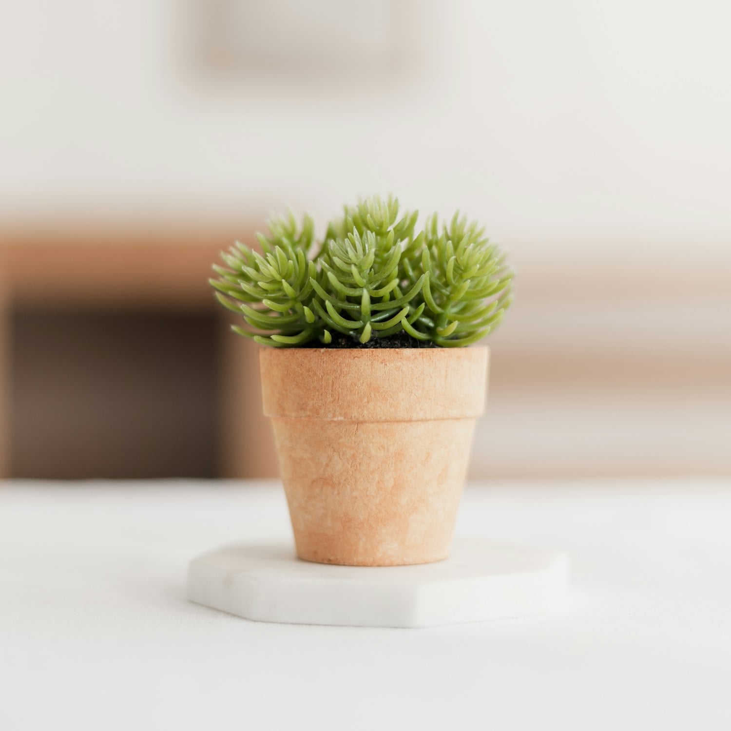 Vaso de cerâmica com planta
