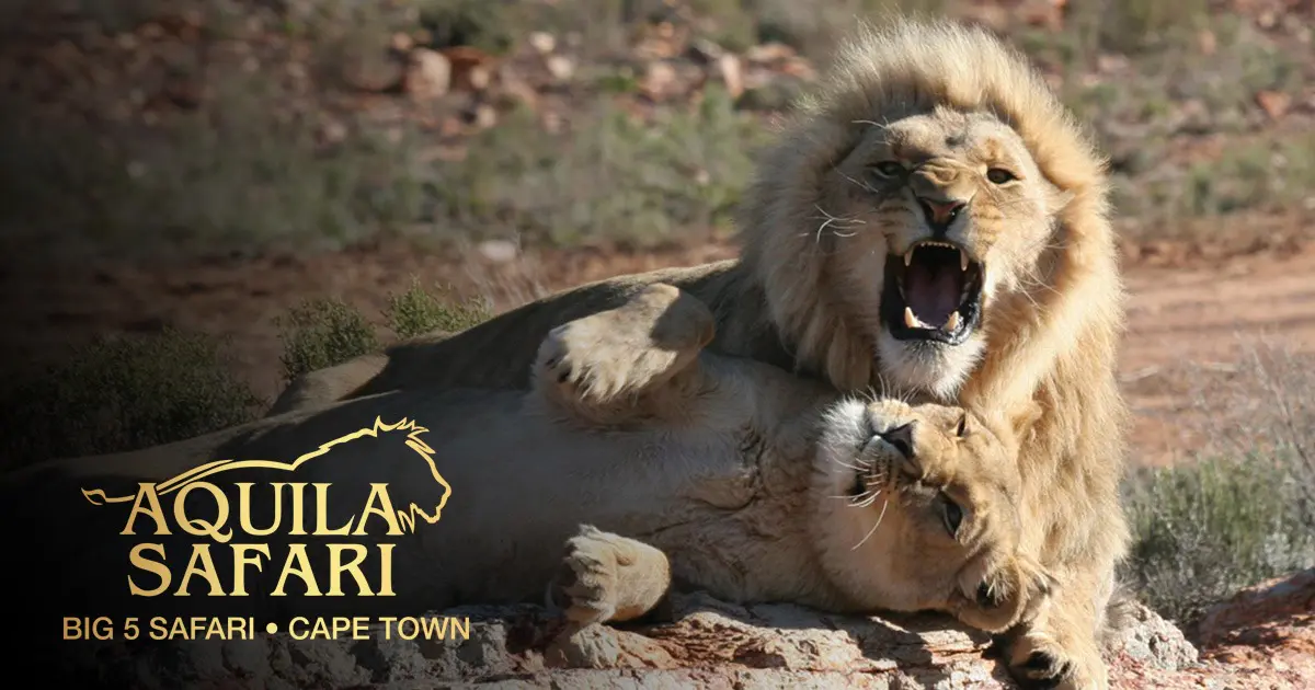 4-Day Private Highlights & Overnight Big 5 Safari — Photo 3