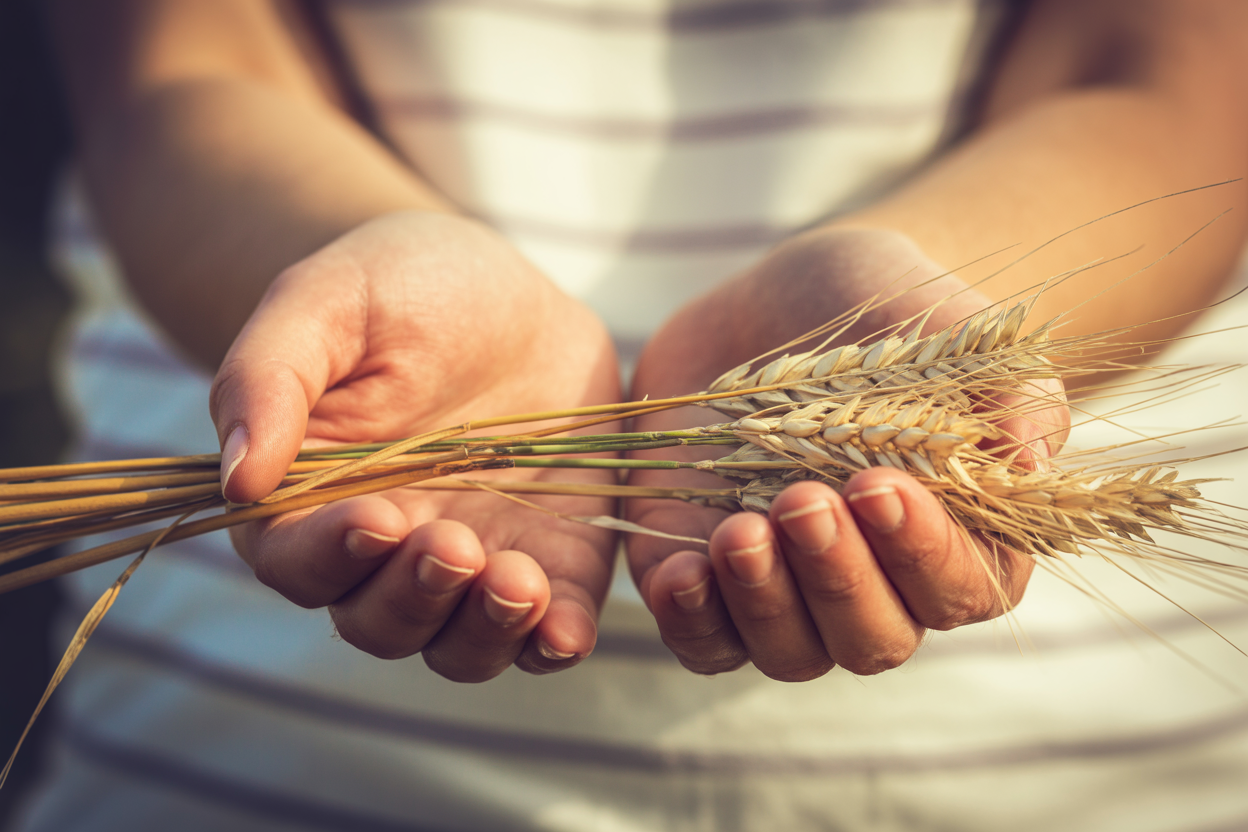 Open hands holding golden wheat representing generosity