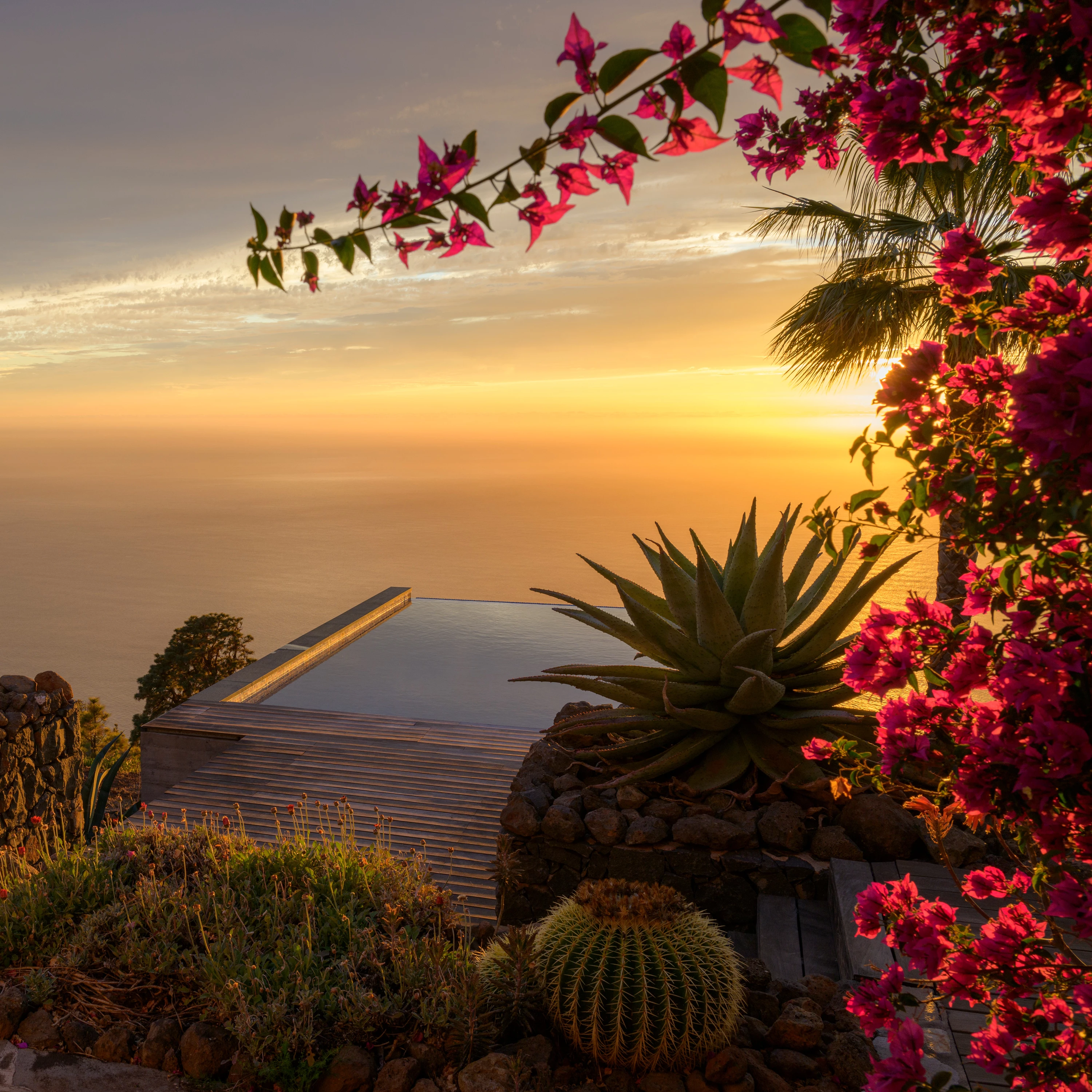 Ocean sunset with cacti and bougainvillea silhouettes