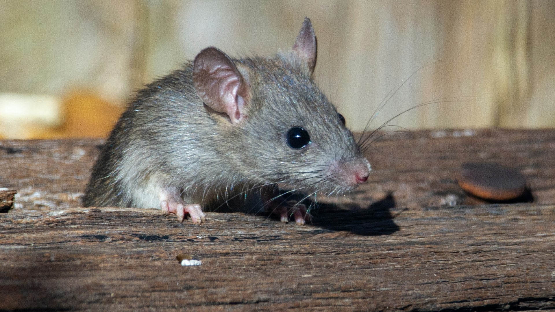 Rat on a ledge in a Bulawayo property needing rodent control
