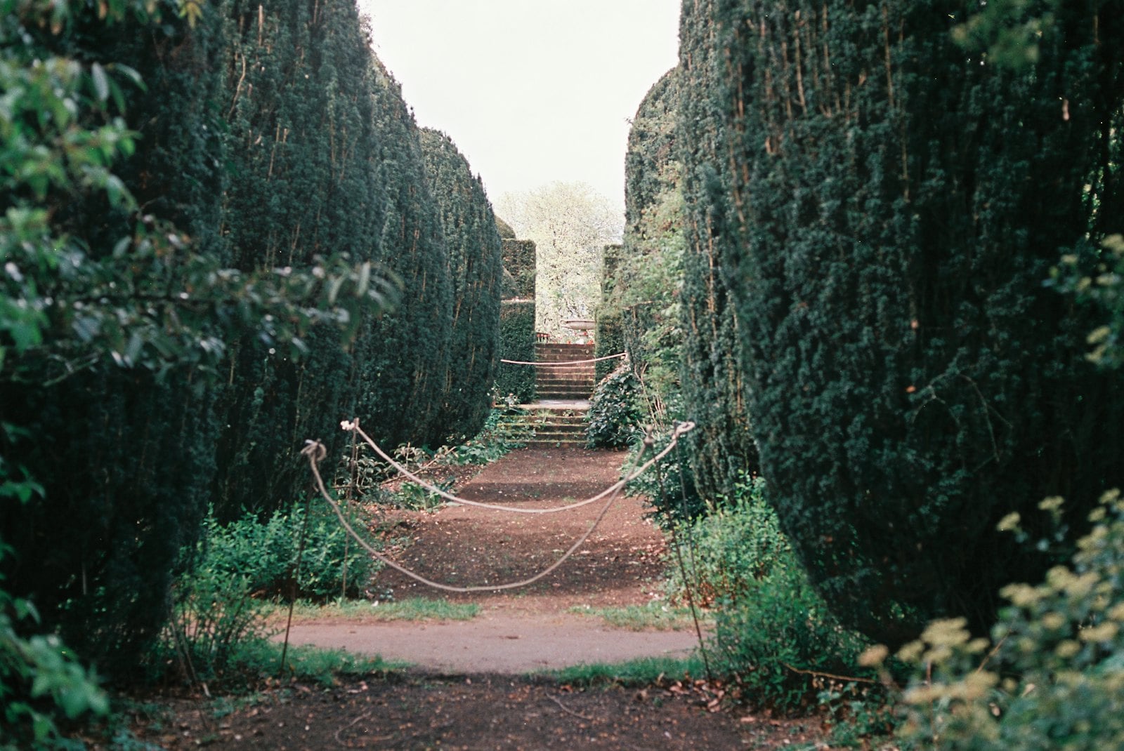 Tree & Hedge Reduction work at a Northamptonshire property – photo 6