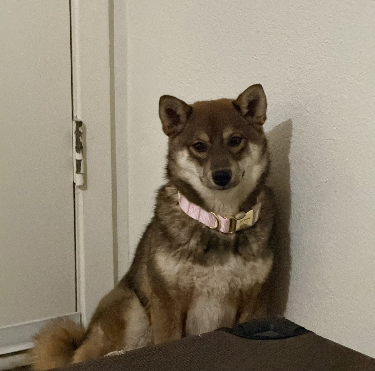 A Mom Dog's First Day photo 1