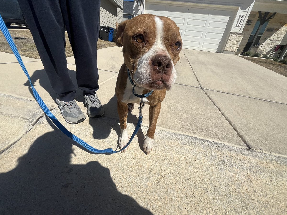 Susie & Archie Safe in Arizona