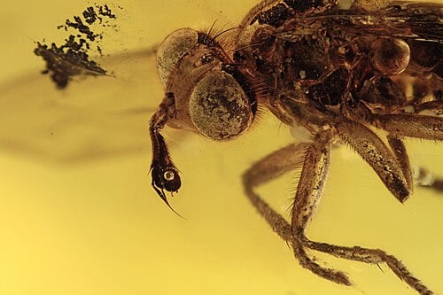 Golden amber with trapped insect
