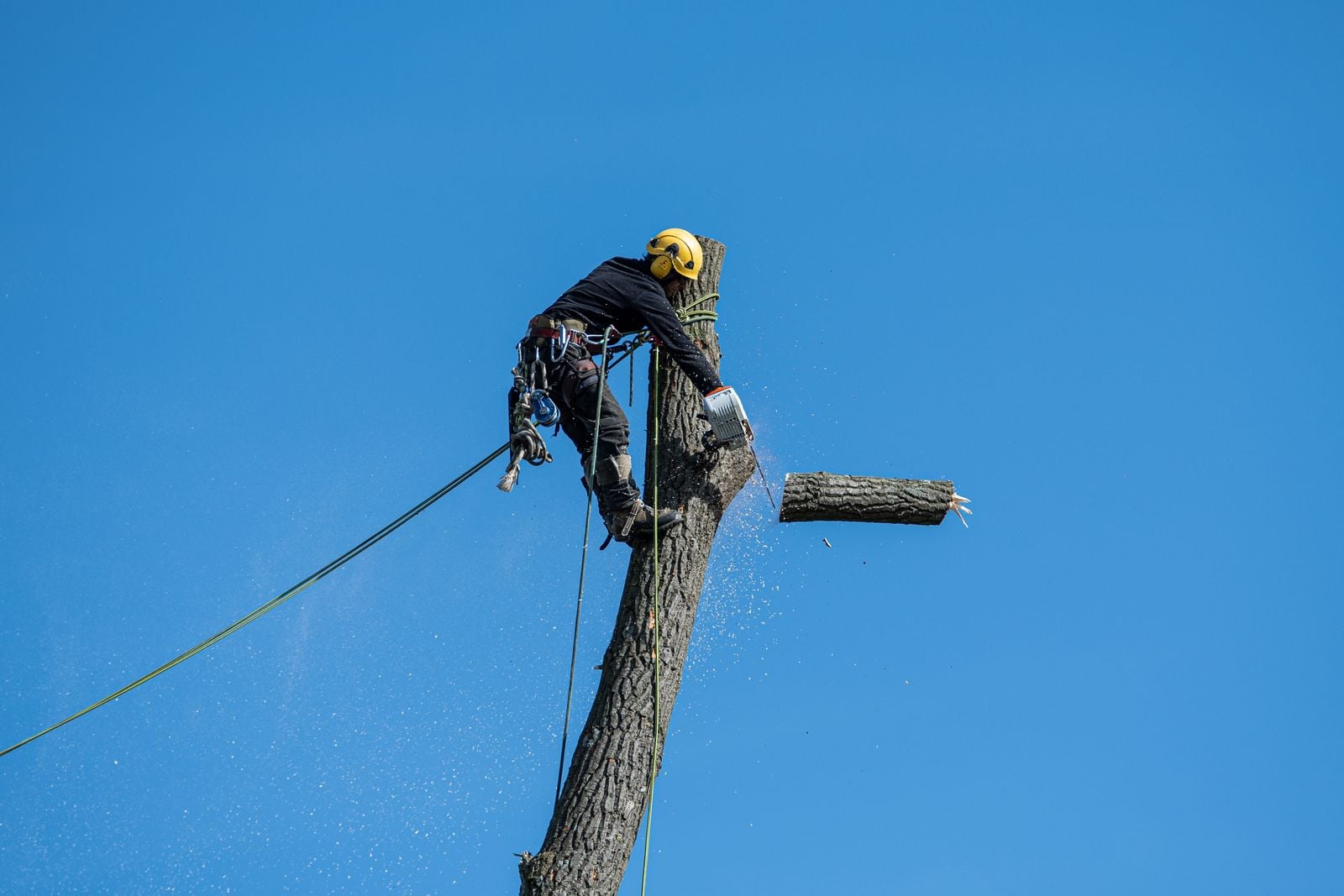 Tree Felling work at a Northamptonshire property – photo 4