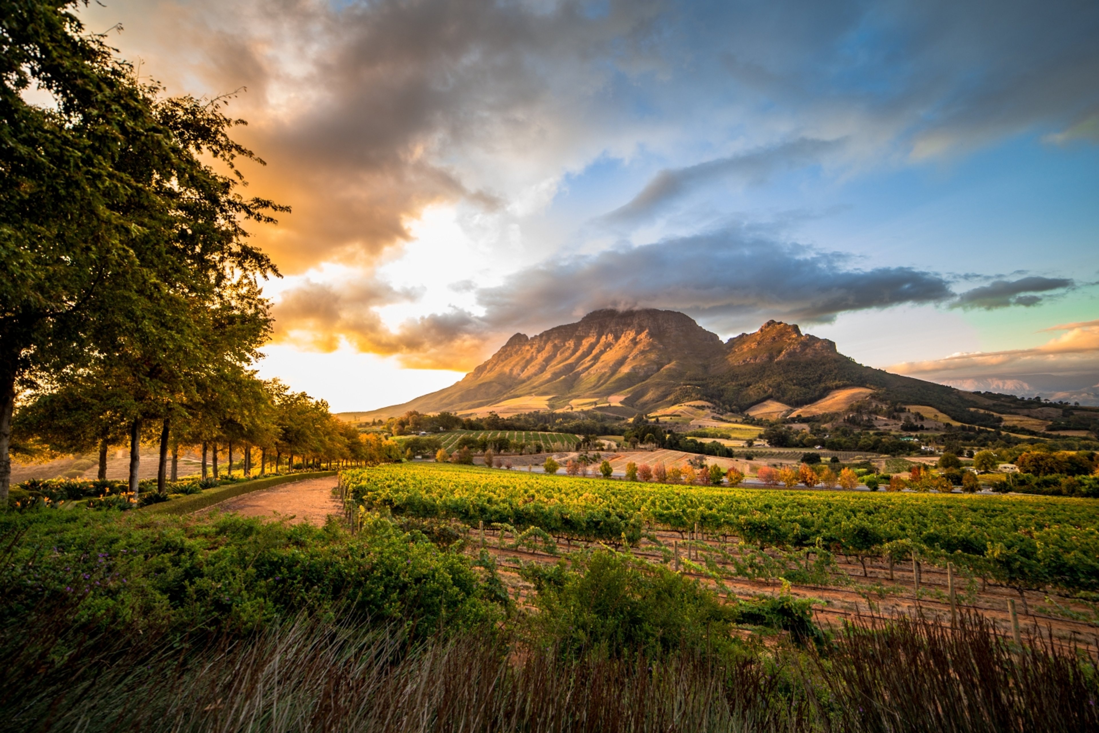 Cape Winelands Vintners banner