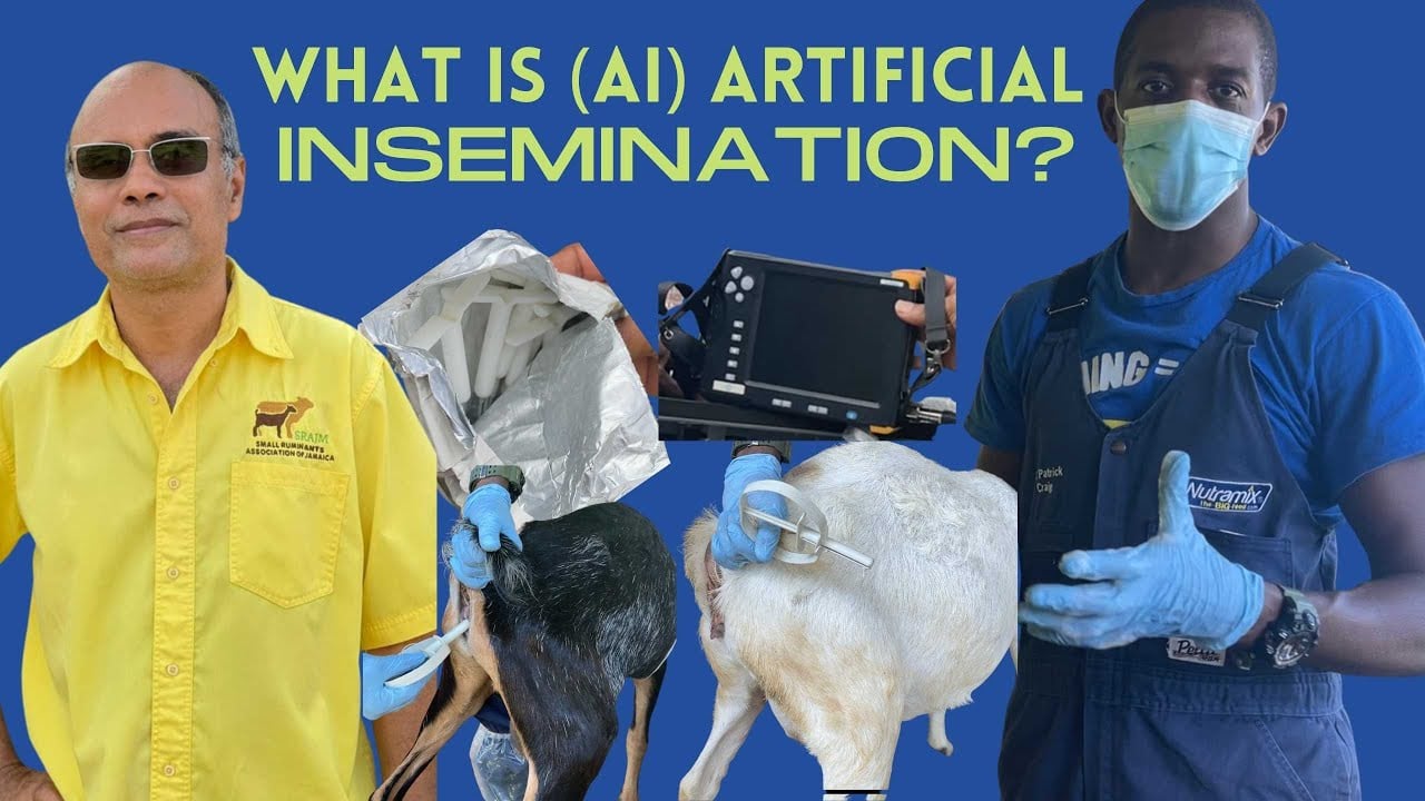 Suni Tohumlama: Modern Hayvancılığın Geleceği