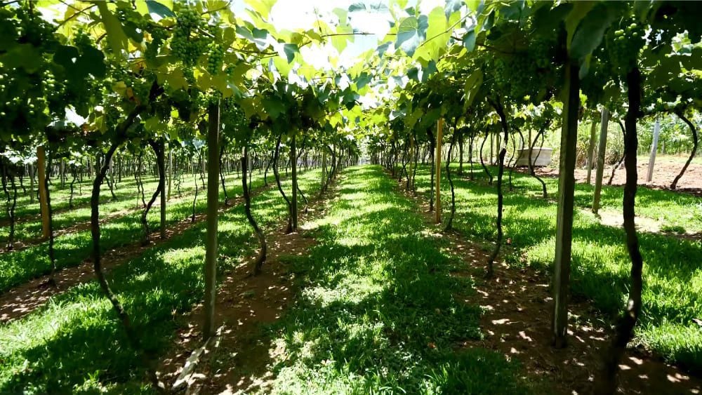 Serra Gaúcha Completa