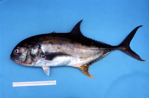 Crevalle Jack photo