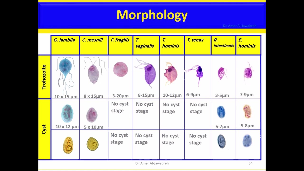 Gambaran mikroskopis Trichomonas tenax menunjukkan flagela anterior, membrana undulans, dan axostyle