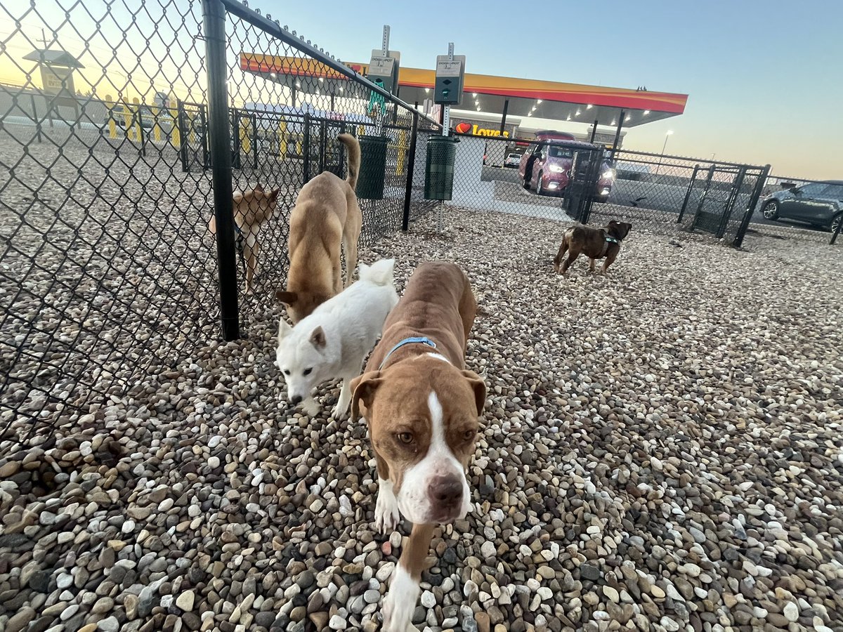Good morning rescue pup ready for adventure