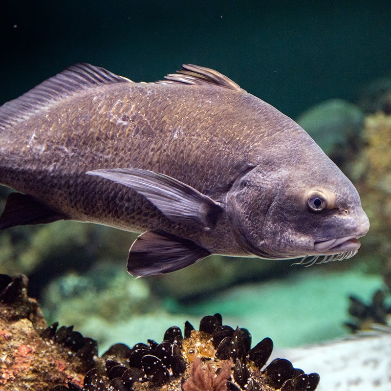 Black Drum photo