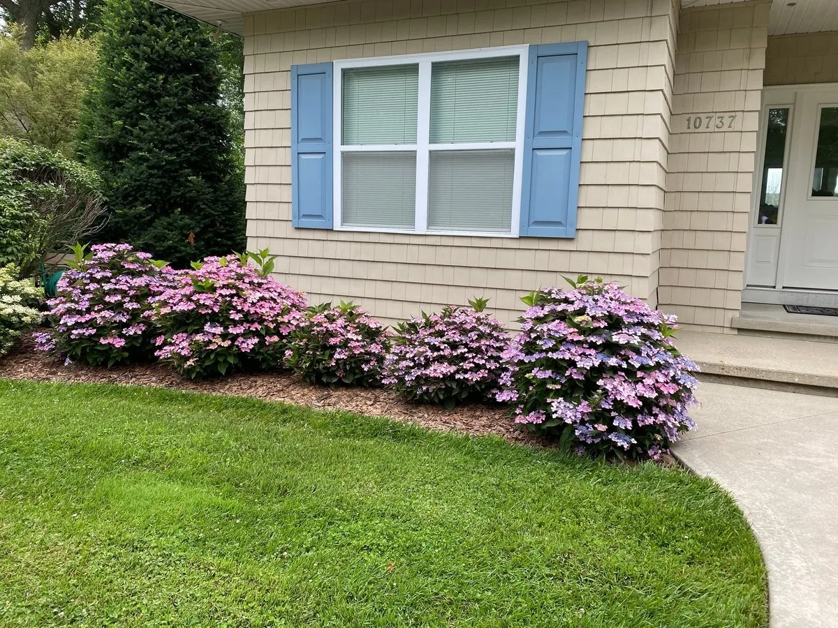 Neat trimmed bushes and yard
