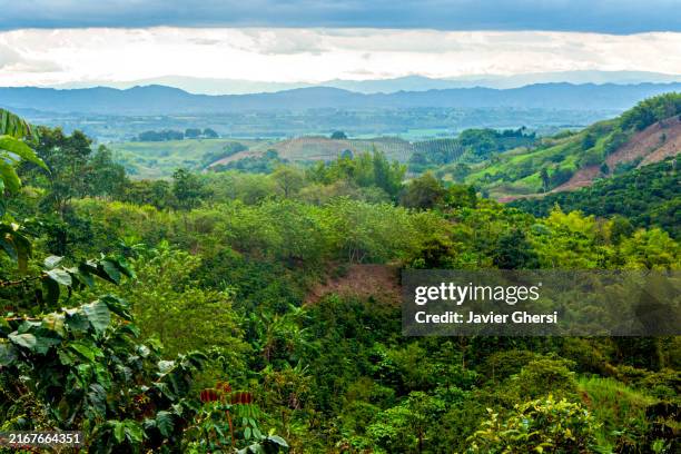 Paisaje cafetero colombiano
