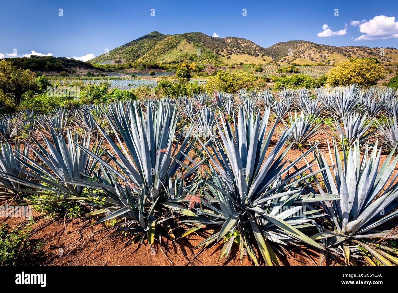 Tequila agave fields Mexico