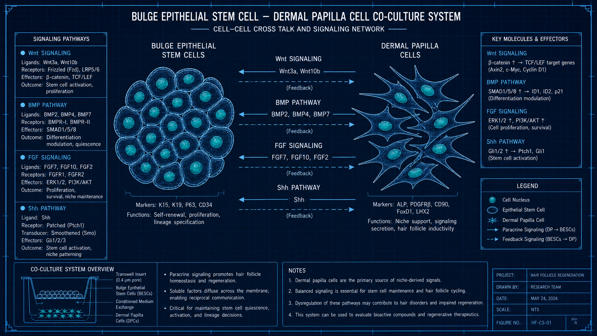 Stem cell and dermal papilla co-culture signaling diagram