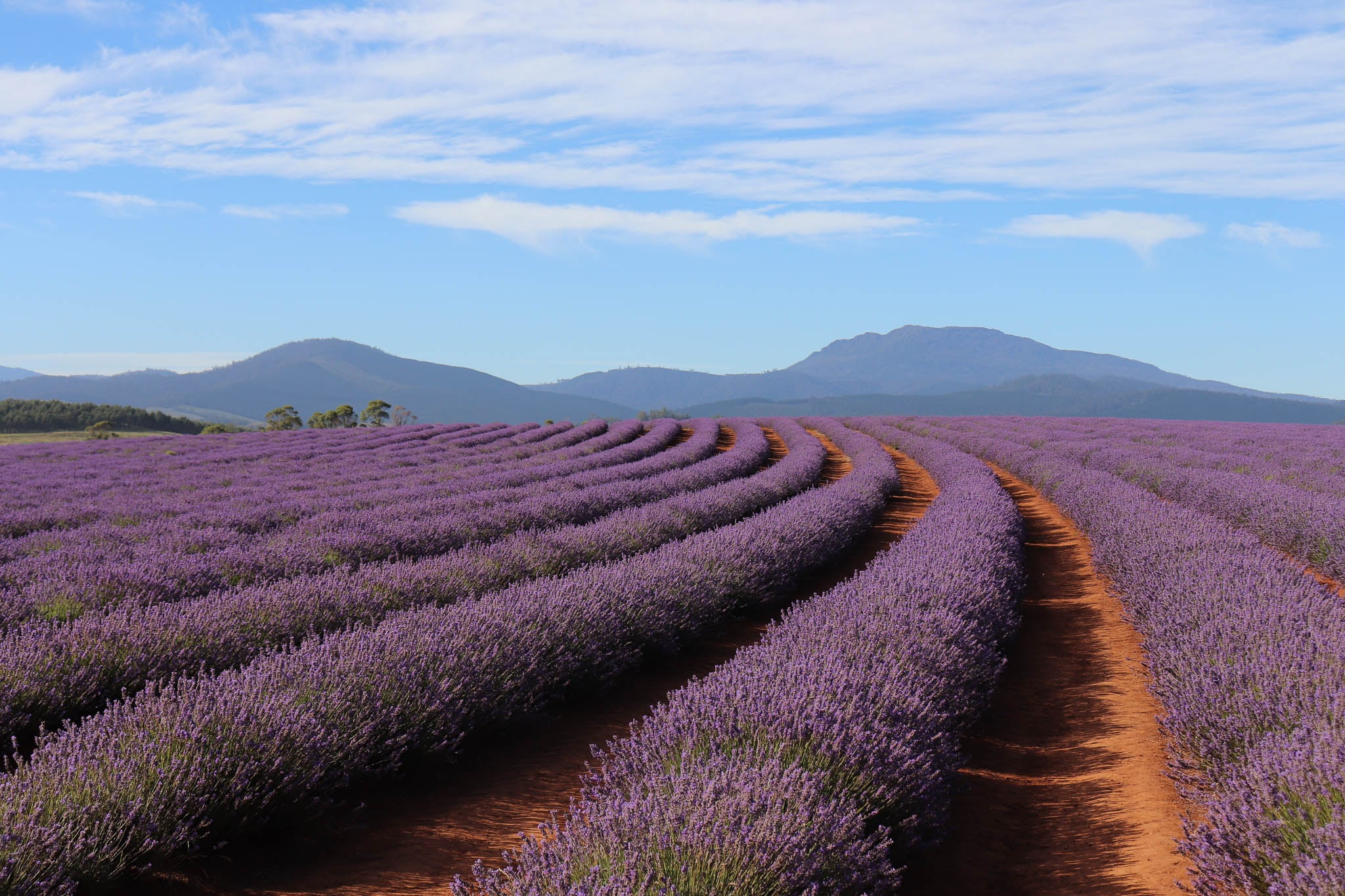 Bridestowe Lavender Estate Experience
