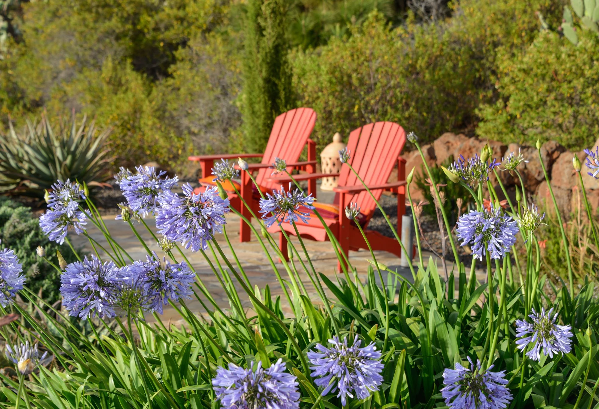 Garden seating area with red Adirondack chairs and agapanthus flowers