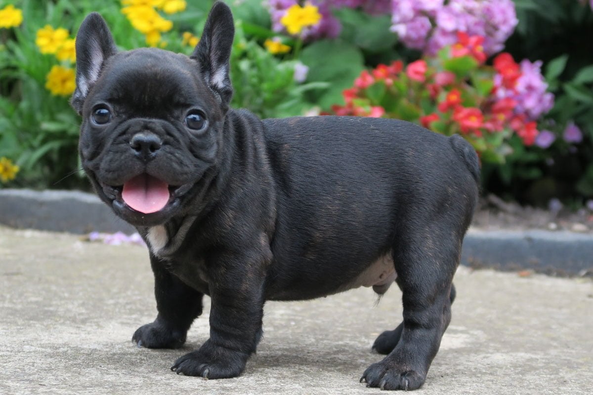 Hugo - French Bulldog puppy