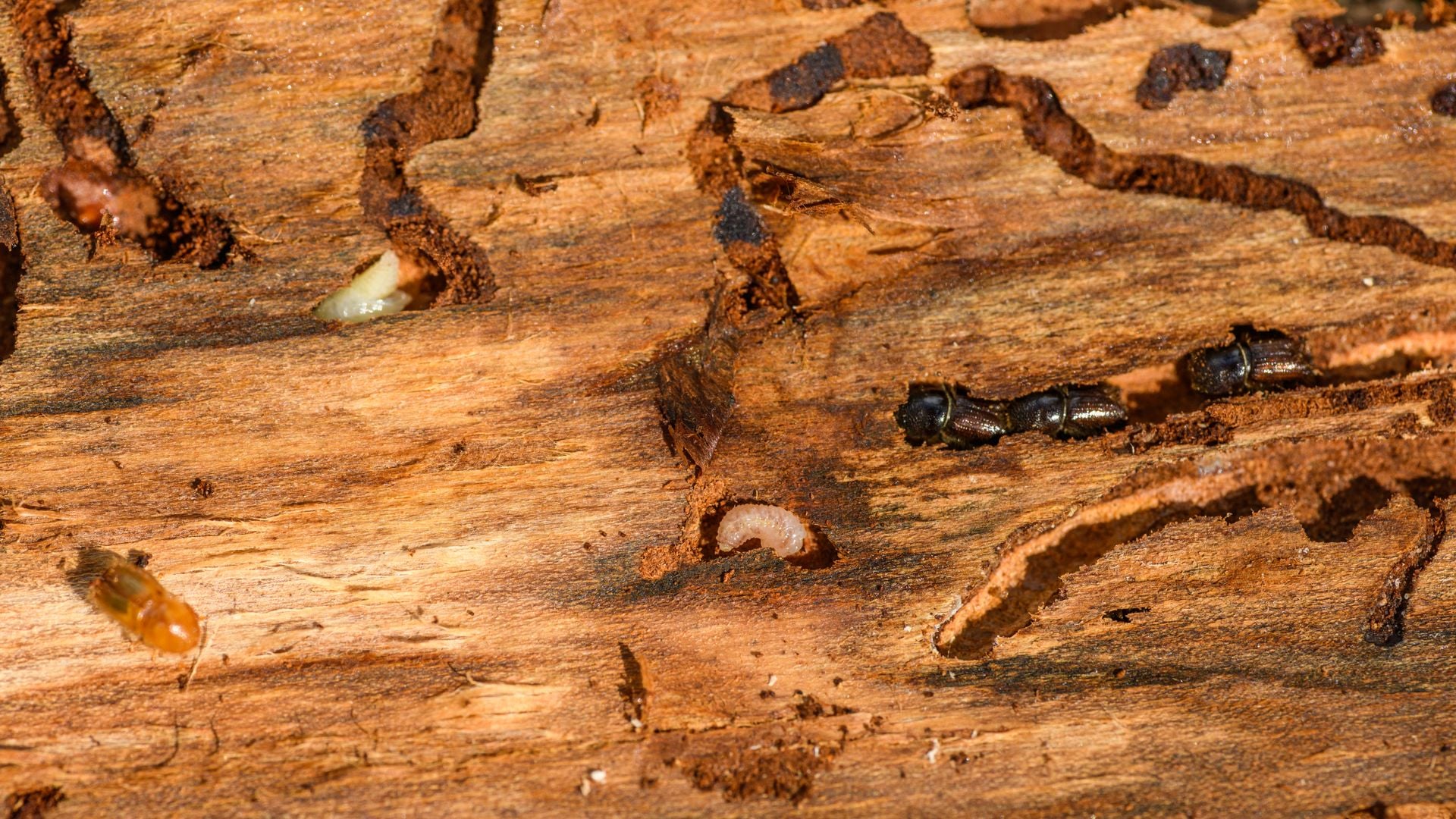 Termite damage in wooden structure requiring professional treatment in Bulawayo