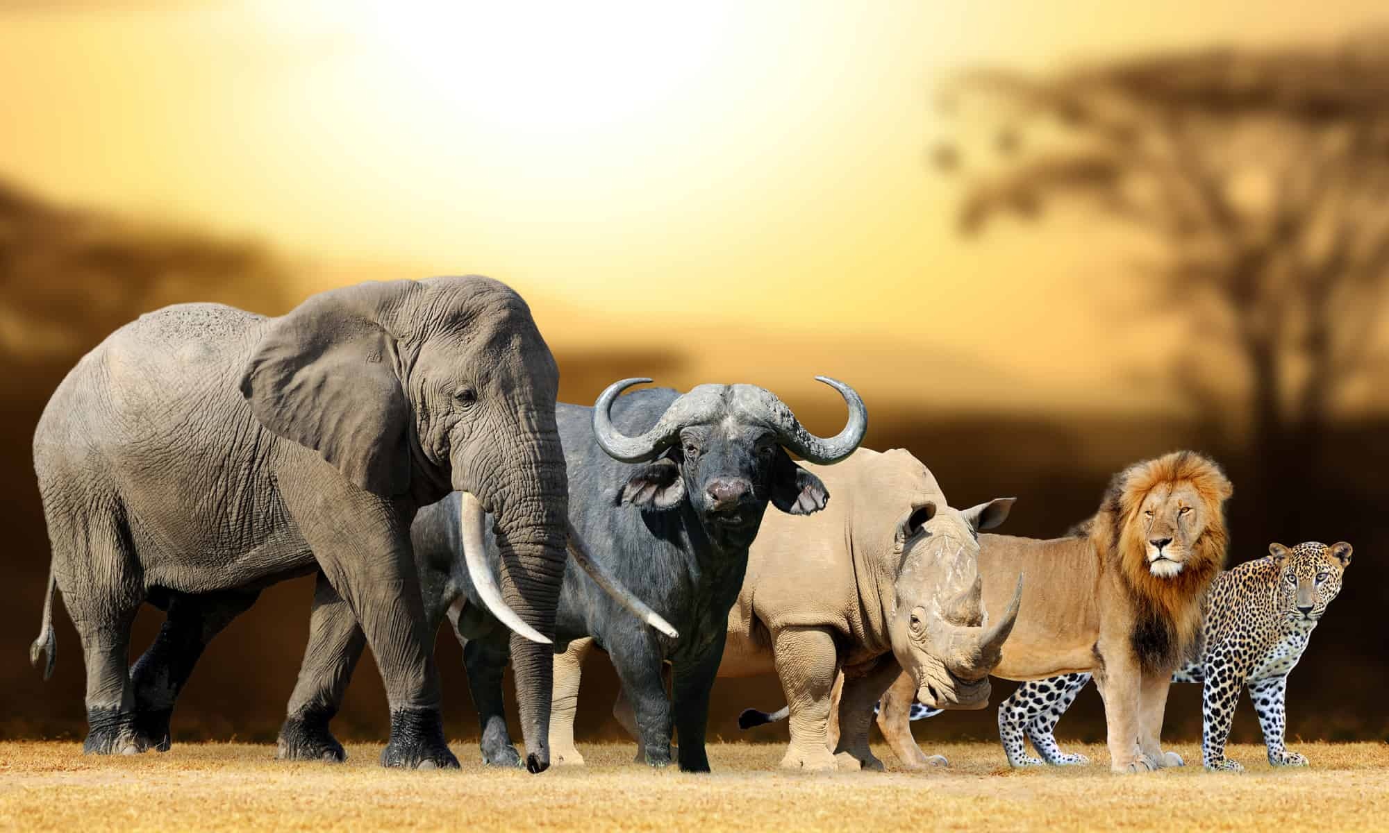 Kruger Full-Day Game Drive