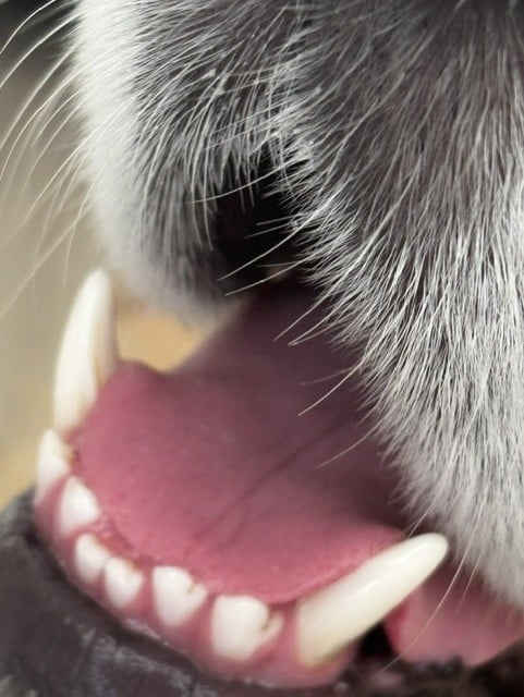 Healthy Pet Oral Anatomy