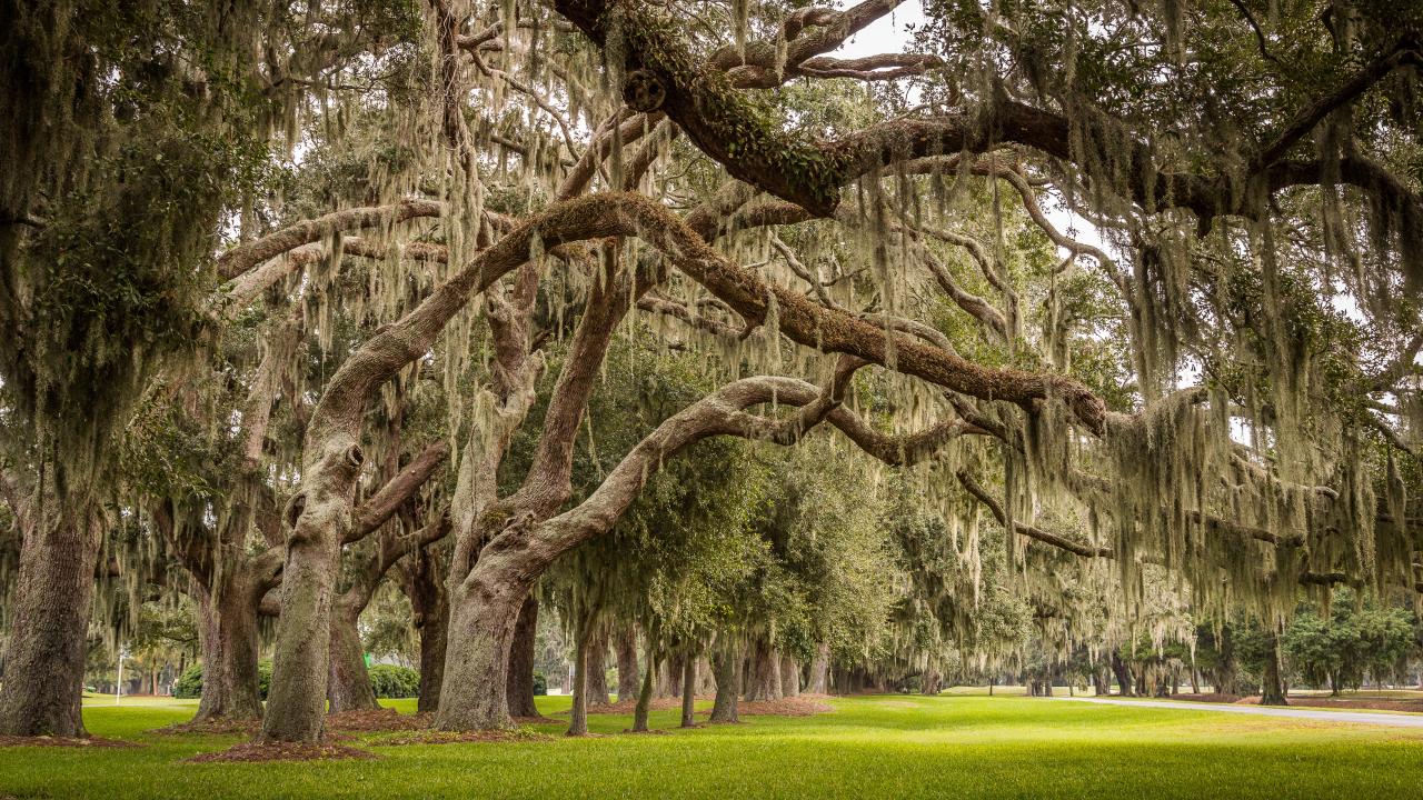 Spanish moss oak trees lining a scenic road in the Golden Isles, Georgia