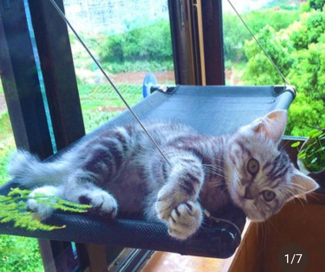 Milo’s™ ‘Bird-Watch’ Window Hammock