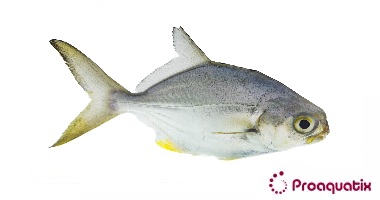 Florida Pompano photo