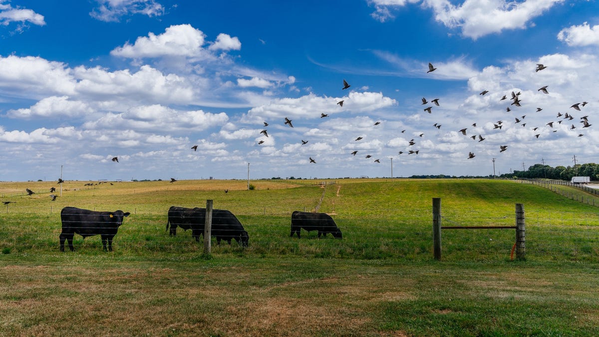 Large Ranch & Farm Security