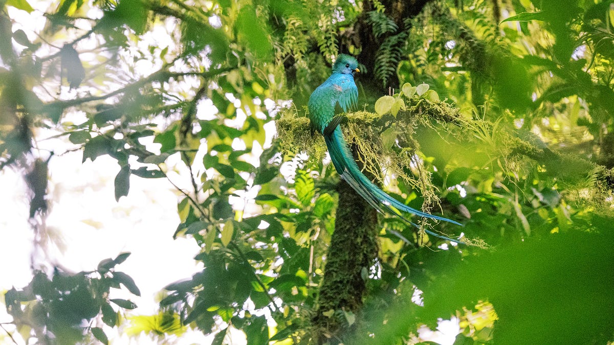Avistamiento de Aves en bosque contiguo a Reserva Nacional Tapantí