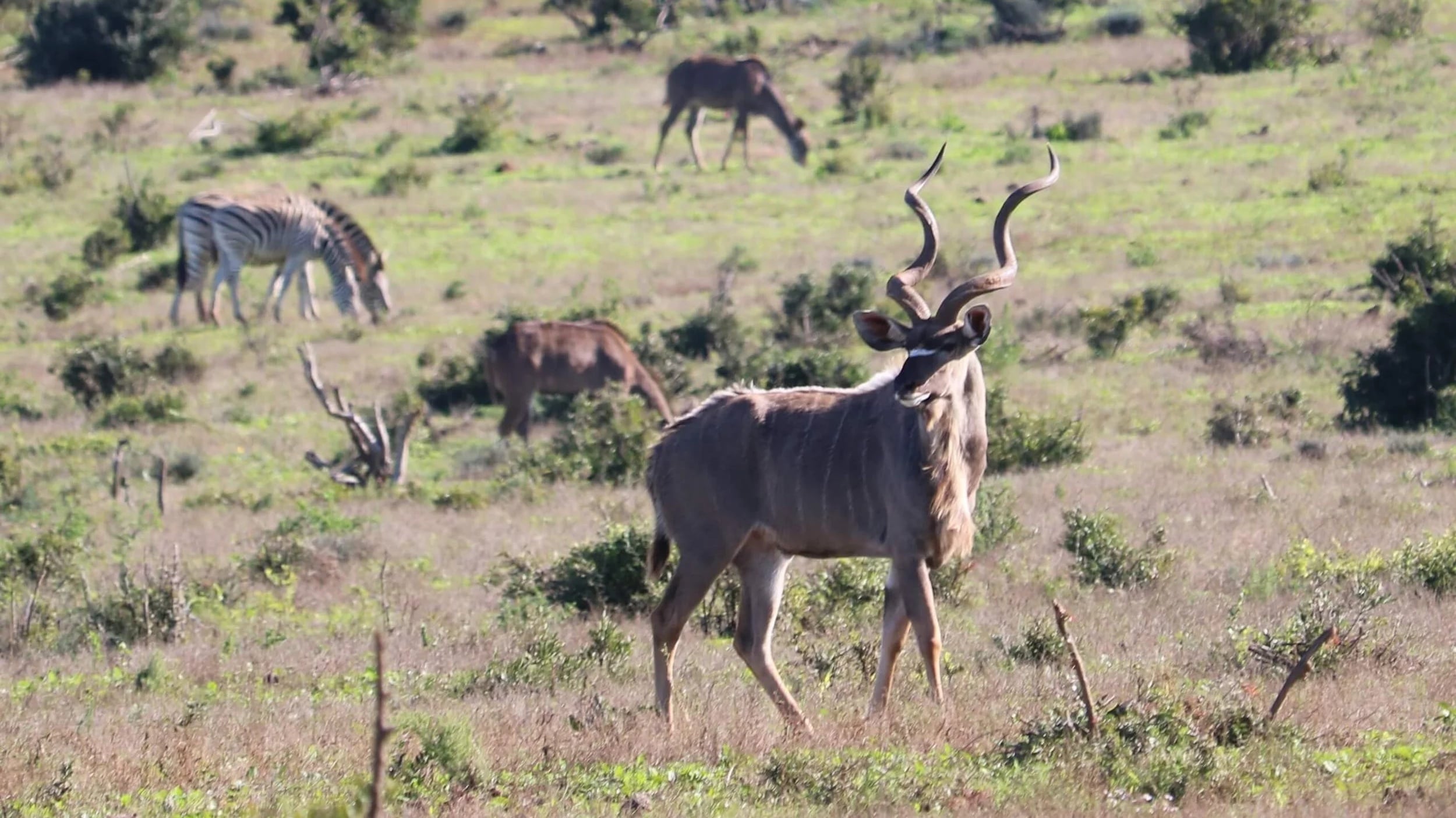 South African Plains Game Safari