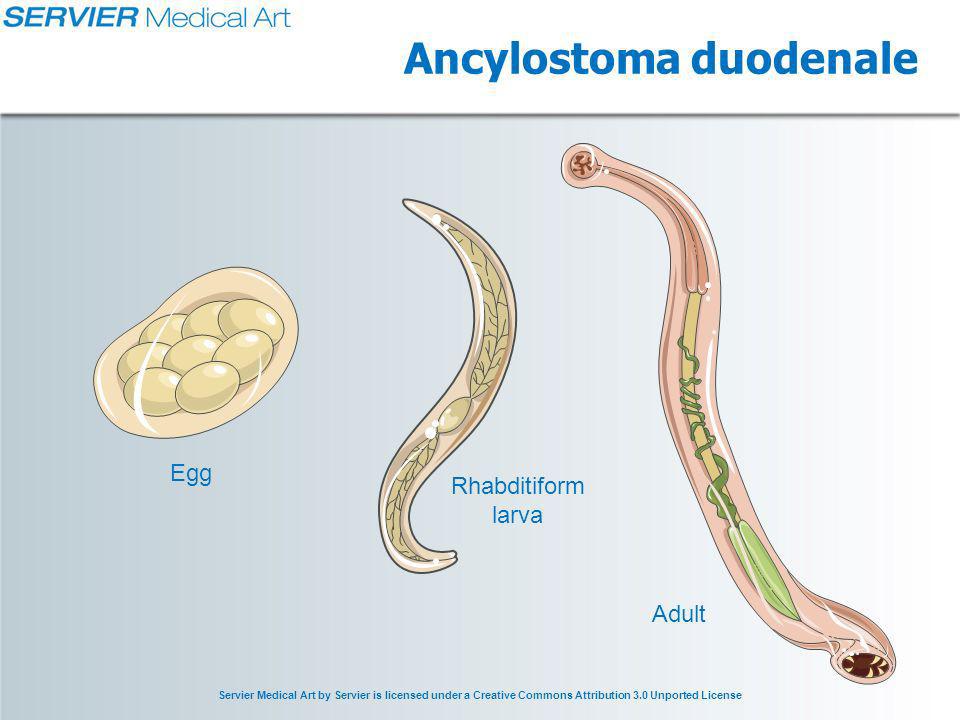 Cacing tambang dewasa