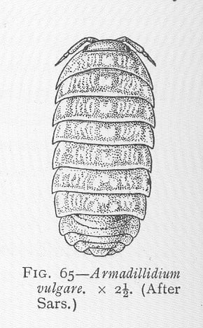 Pill Bug (Roly Poly)