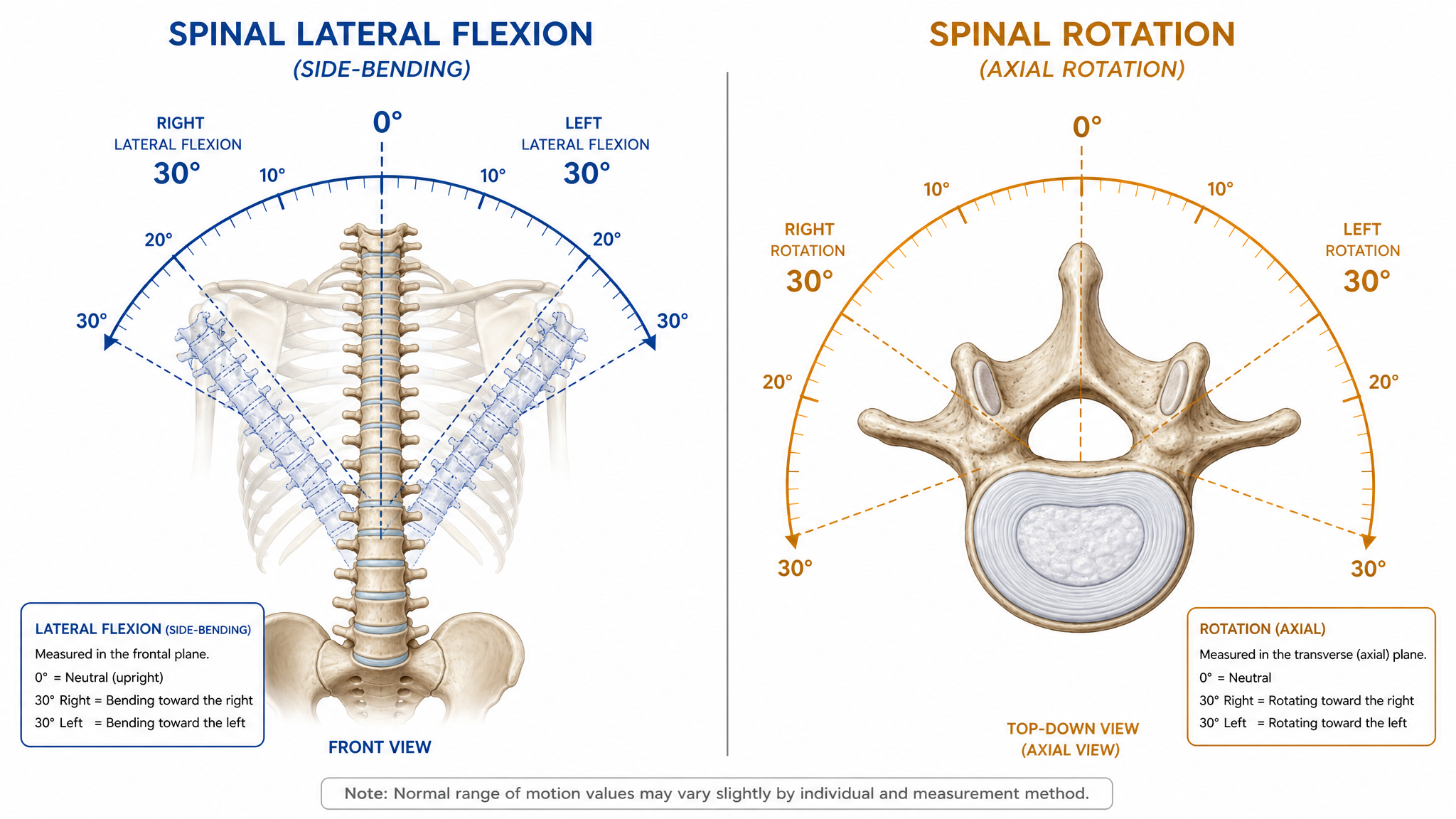 Illustration demonstrating lateral flexion and rotation of the spine with measurement arcs on both sides