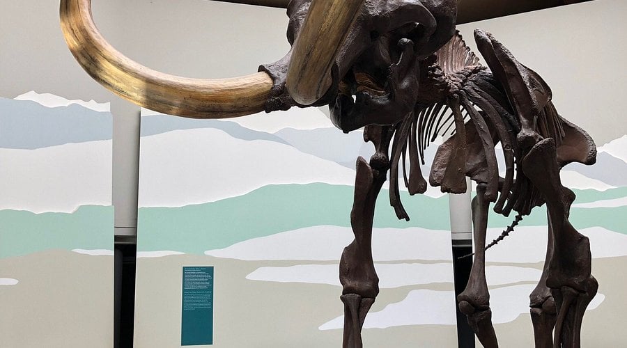 Mammut-Museum Siegsdorf