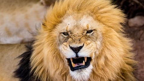 Aquila Big 5 Game Reserve Safari with Lunch