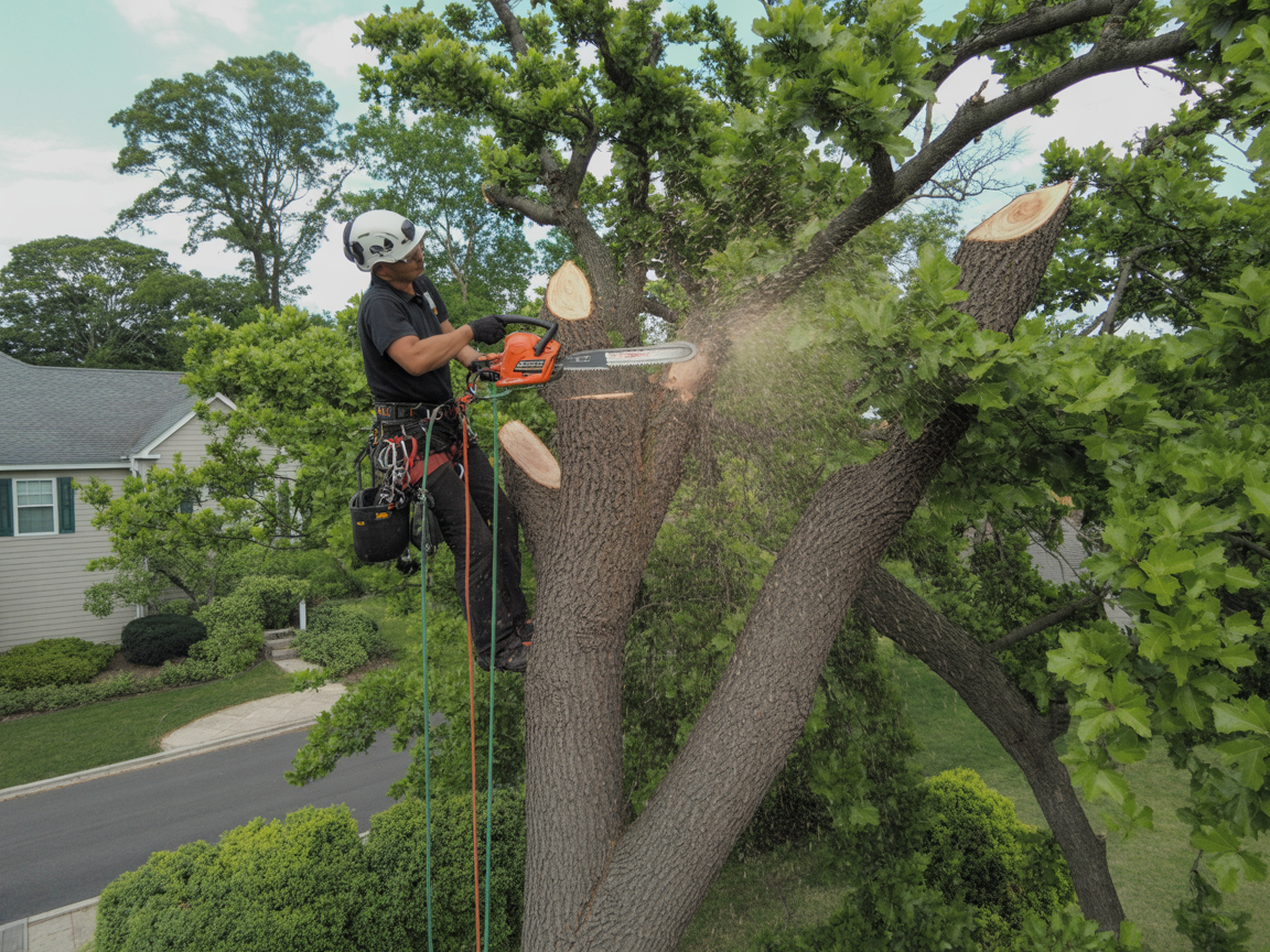 Tree Trimming & Pruning