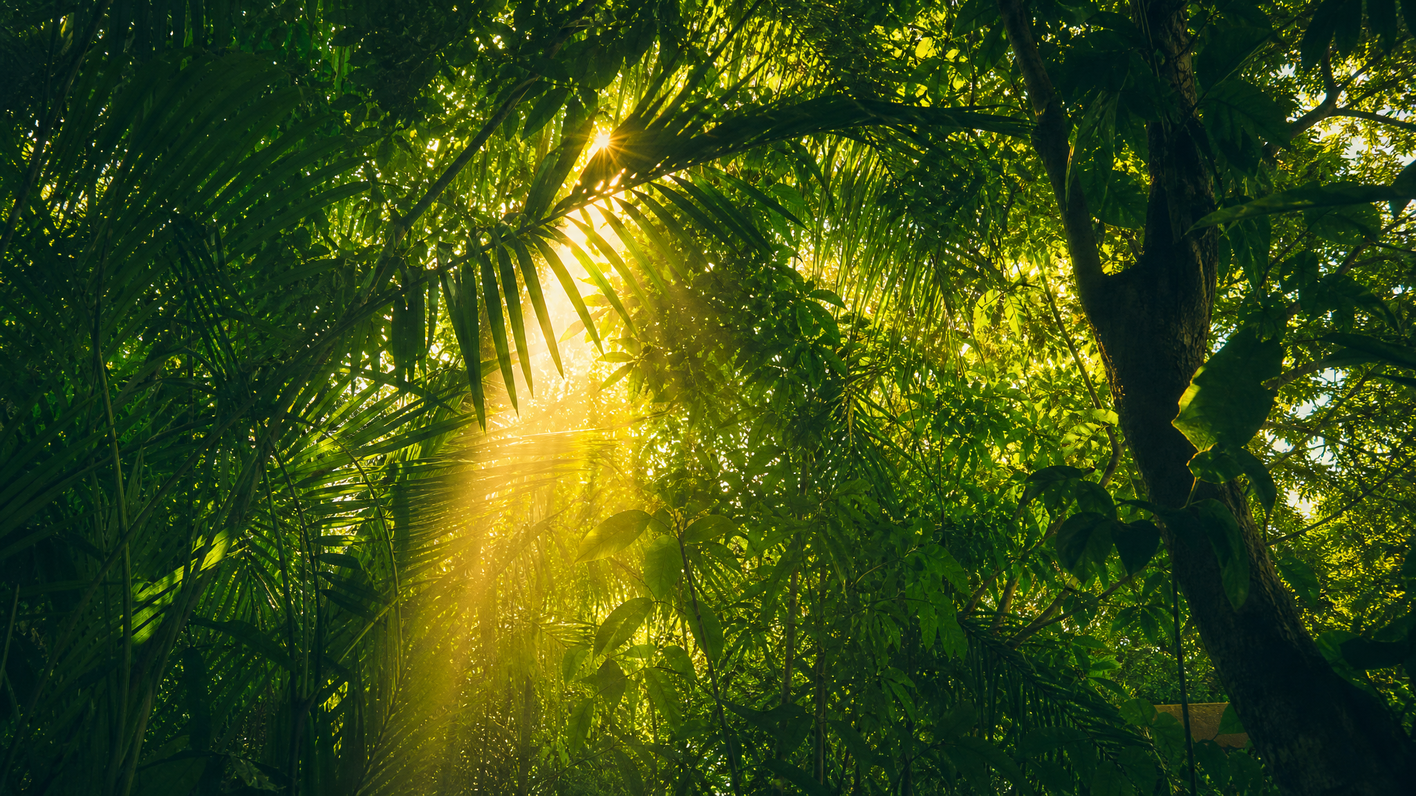 Selva tropical de Nayarit