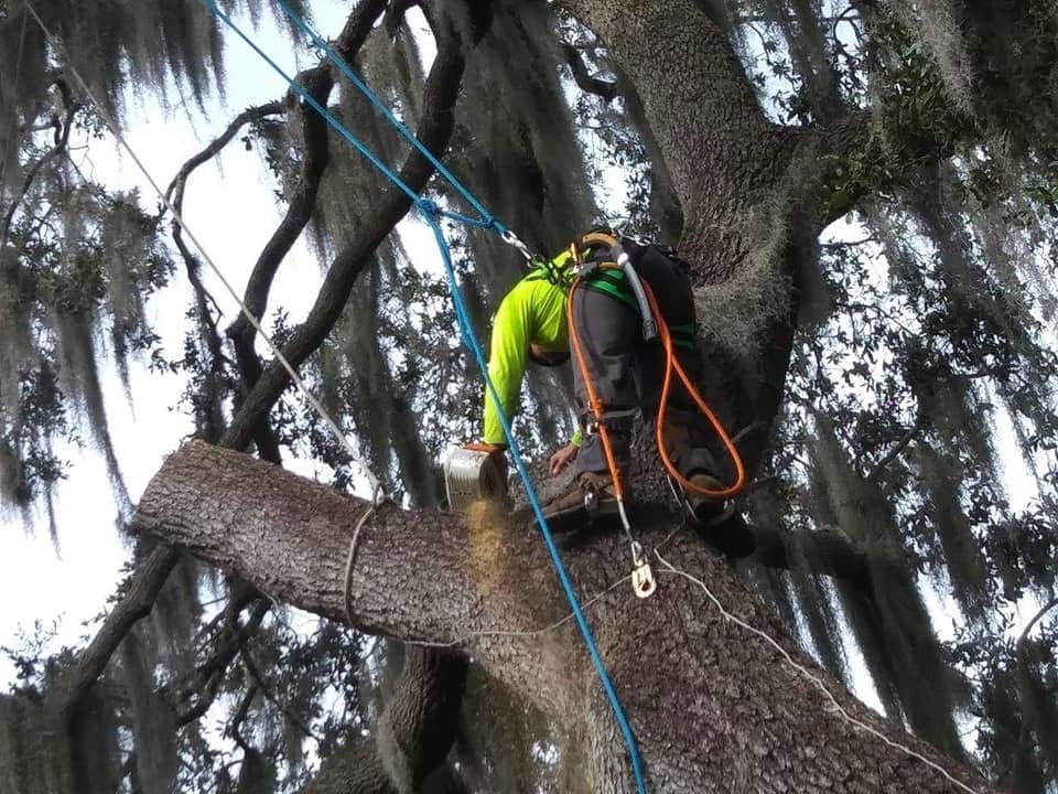 Tree Pruning & Lopping