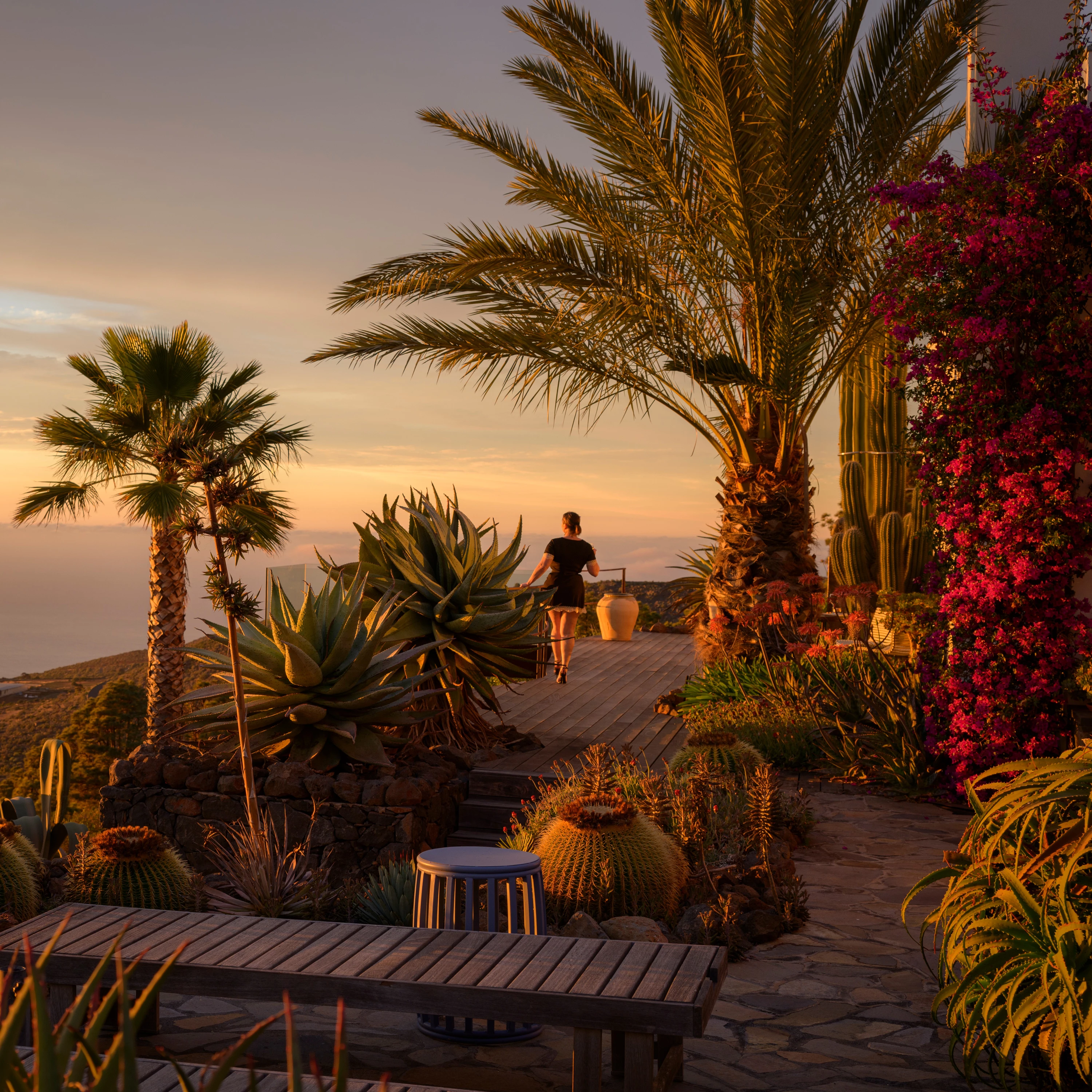 Tropical garden with tall palm trees and bougainvillea at dusk